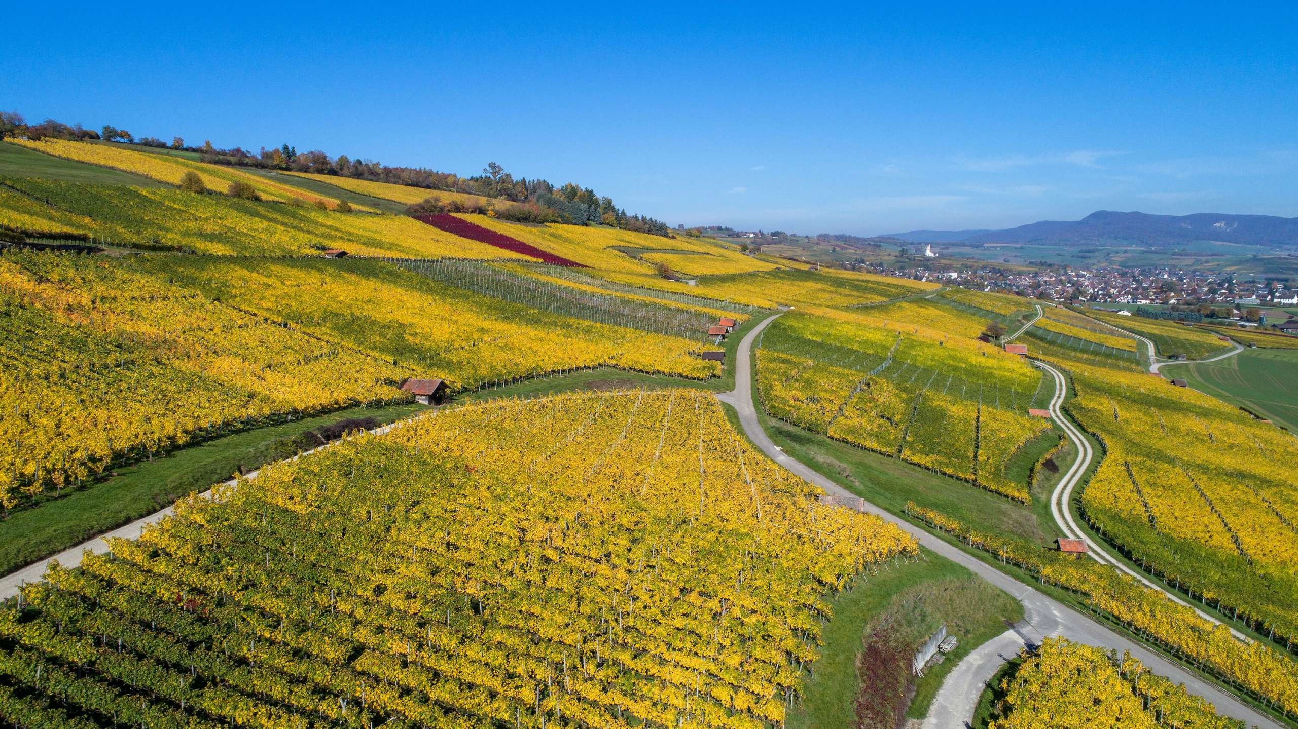 Reblandschaft in Hallau Reblandschaft in Hallau von oben. Die Reben blühen gelblich im Herbst.