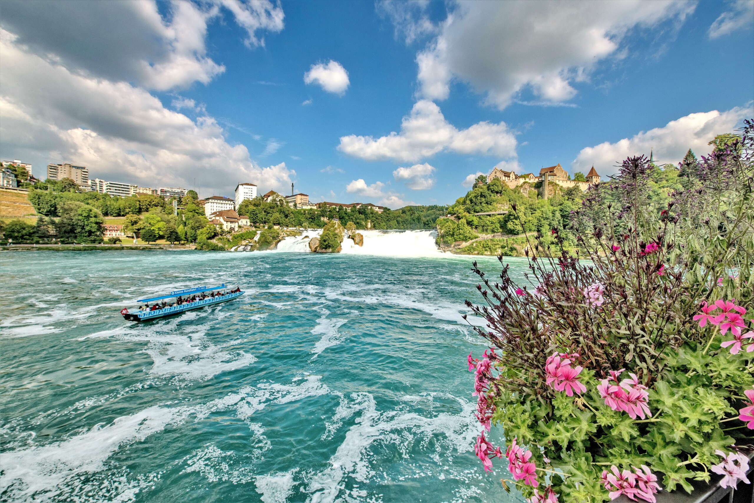 Rheinfall im Sommer mit einem blauen Boot, das im Becken fährt und pinken Blumen im Vordergrund